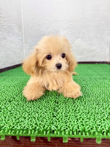 ペキマル×トイプードル(あべしくん) 犬の販売 13817