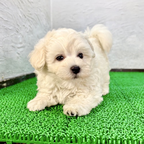 マルプー(スノーホワイトくん) 犬の販売 13819