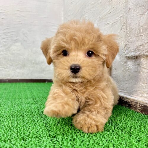 マルプー(もぐらちゃん) 犬の販売 13821
