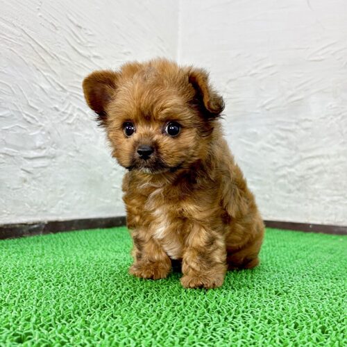 MIX・雑種 犬の販売・譲渡 13822 ポメプー(ポケモンくん)