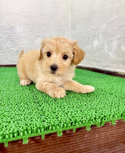 MIX・雑種 犬の販売・譲渡 13824 マルプー(ぶたしゃぶくん)