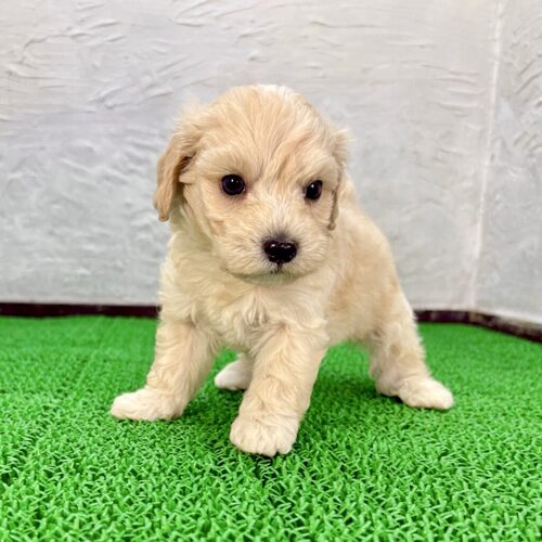 MIX・雑種 犬の販売・譲渡 13831 マルプー(ヨシロウくん)