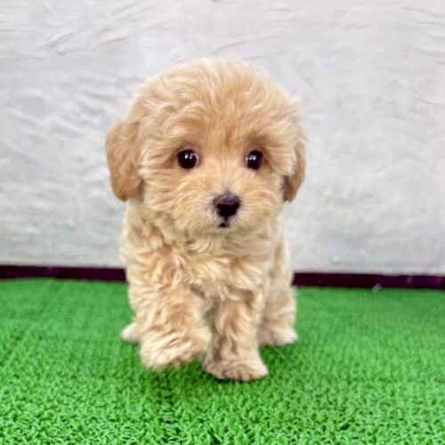 マルプー(シャンパンくん) 犬の販売 13832