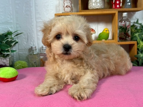 MIX・雑種 犬の販売・譲渡 13834 可愛い!!男の子