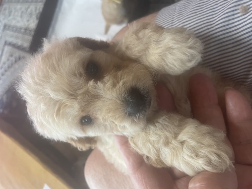 MIX・雑種 犬の販売・譲渡 13837 ミディアムサイズゴールデンドゥドル