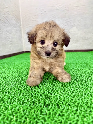 MIX・雑種 犬の販売・譲渡 13839 ポメプー(フォーンくん)