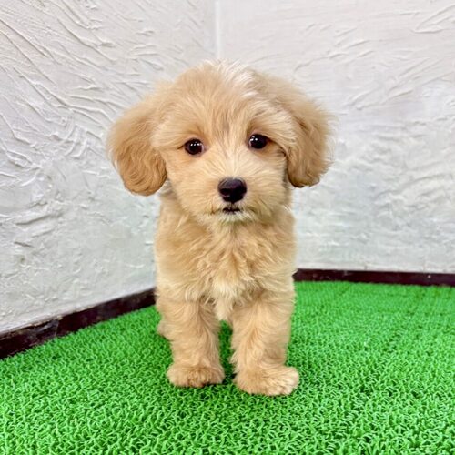 MIX・雑種 犬の販売・譲渡 13840 マルプー(チャッキーくん)