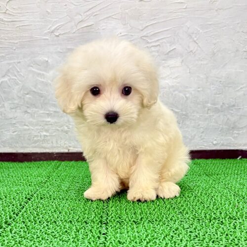 MIX・雑種 犬の販売・譲渡 13841 マルプー(ゴールドちゃん)