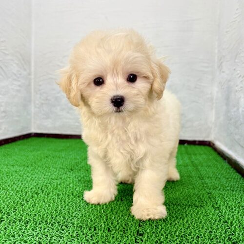 MIX・雑種 犬の販売・譲渡 13842 マルプー(プラチナちゃん)