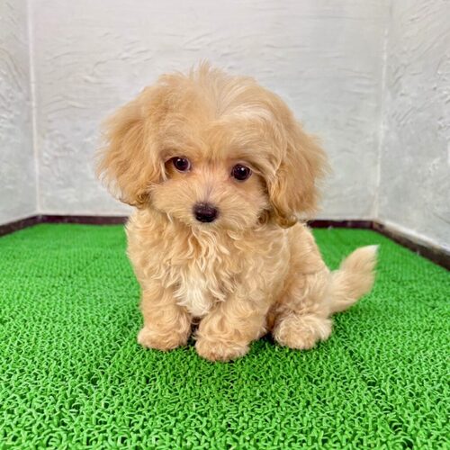 MIX・雑種 犬の販売・譲渡 13843 マルプー(アルマーニーくん)