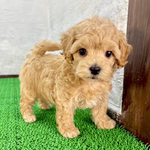 MIX・雑種 犬の販売・譲渡 13844 マルプー(トッポくん)