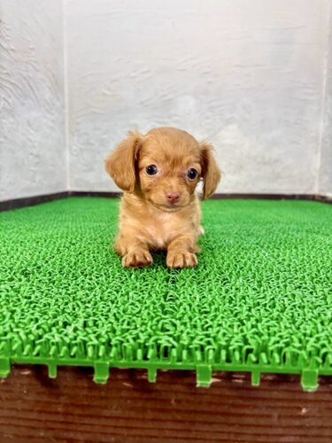 MIX・雑種 犬の販売・譲渡 13845 チョコレートの(アリスちゃん)