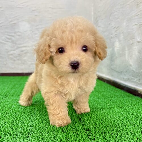 MIX・雑種 犬の販売・譲渡 13846 ビションプー(クリクリくん)