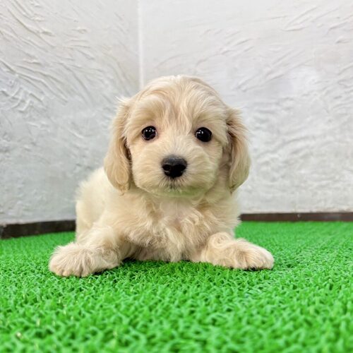 MIX・雑種 犬の販売・譲渡 13849 トイマル(ミスドくん)