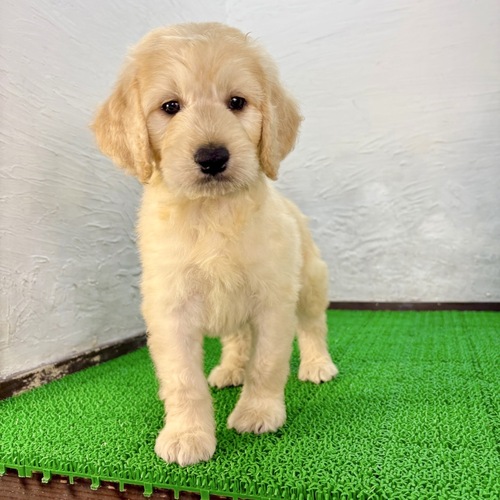 MIX・雑種 犬の販売・譲渡 13850 ゴールデンドゥードル(ルイージくん)