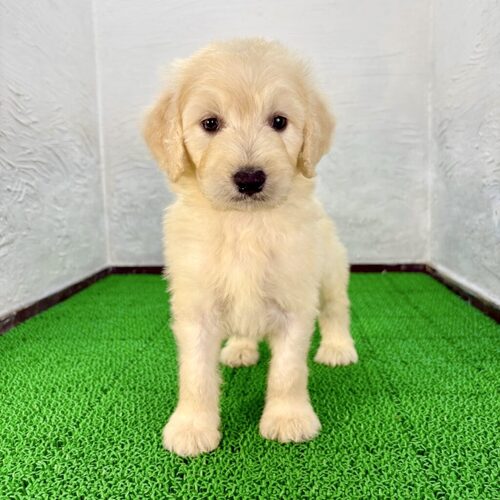 MIX・雑種 犬の販売・譲渡 13851 ゴールデンドゥードル(マリオくん)
