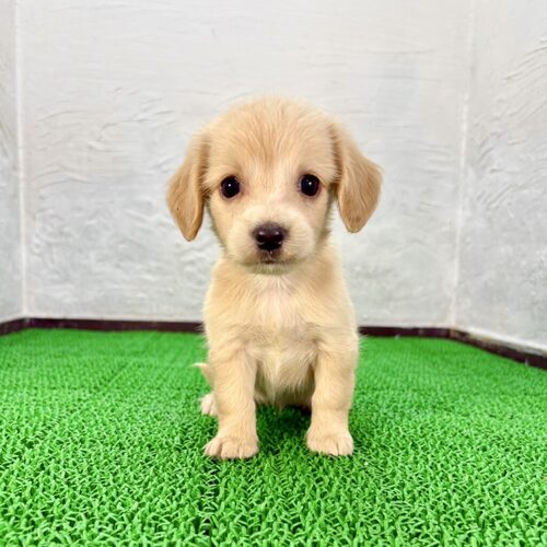 MIX・雑種 犬の販売・譲渡 13852 チワワ×イングリッシュコッカー(チワコカちゃん)