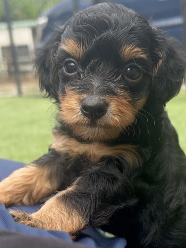 MIX・雑種 犬の販売・譲渡 13856 トイプードル×チワックスの男の子