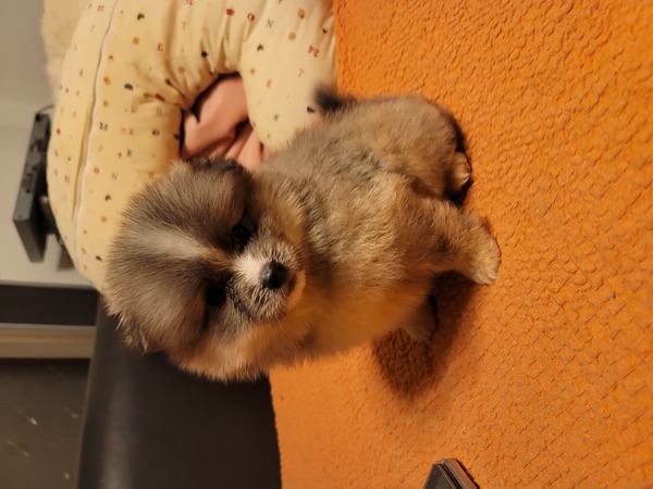 MIX・雑種 犬の販売・譲渡 13866 ポンスキー男の子を特別価格です