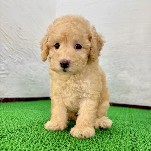 MIX・雑種 犬の販売・譲渡 13870 マルプー(クリーム少佐君)