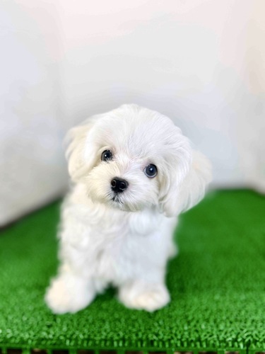 MIX・雑種 犬の販売・譲渡 13872 ポメマル(GODくん)