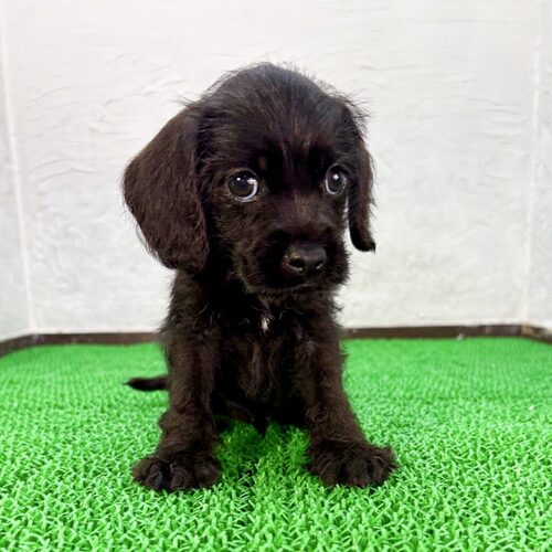 MIX・雑種 犬の販売・譲渡 13873 シュナコカくん