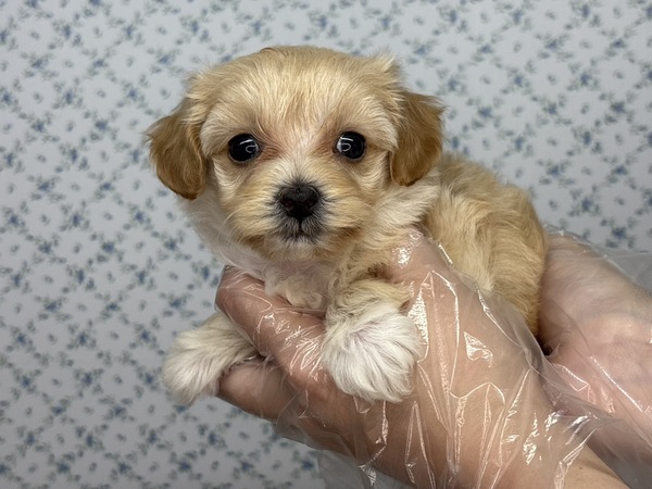 【特典あり】甘えん坊のマイペースさん 犬の販売 13874