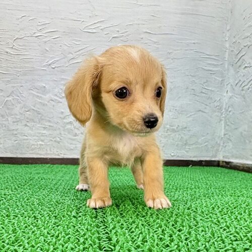 MIX・雑種 犬の販売・譲渡 13878 フォルテちゃん(チワックス)