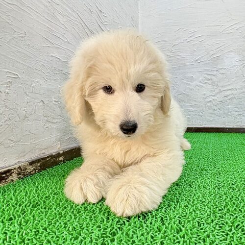 MIX・雑種 犬の販売・譲渡 13880 サモエドプー兄くん(サモエド×ミディアムプードル)