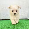 MIX・雑種 子犬 探す ピンクくん(マルプー... 13883