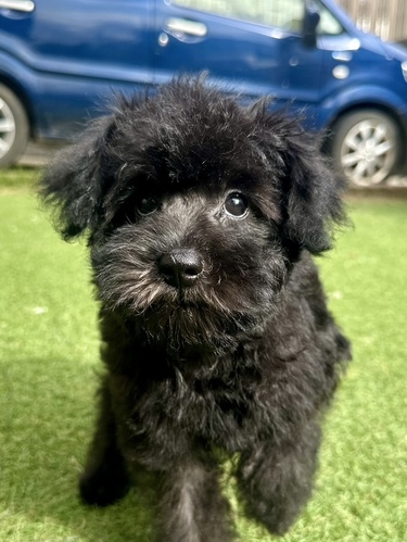 MIX・雑種 犬の販売・譲渡 13890 シュナプーの女の子