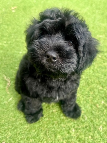 MIX・雑種 犬の販売・譲渡 13891 シュナプーの男の子