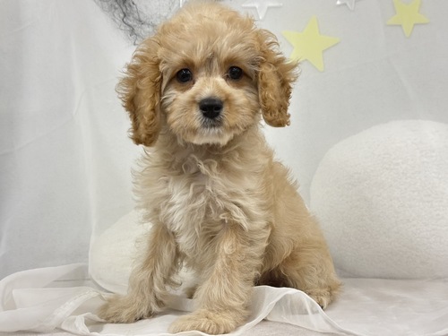 MIX・雑種 犬の販売・譲渡 13892 キャバプーの男の子