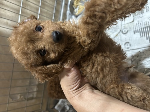 MIX・雑種 犬の販売・譲渡 13893 訳アリプードル系ミックス