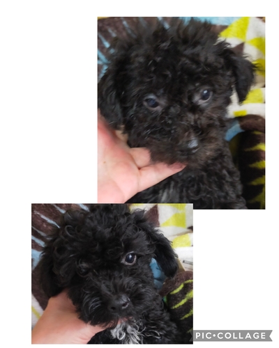 MIX・雑種 犬の販売・譲渡 13895 チワプー男の子と女の子