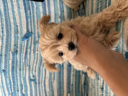 MIX・雑種 犬の販売・譲渡 13896 可愛いまるぷーちゃん