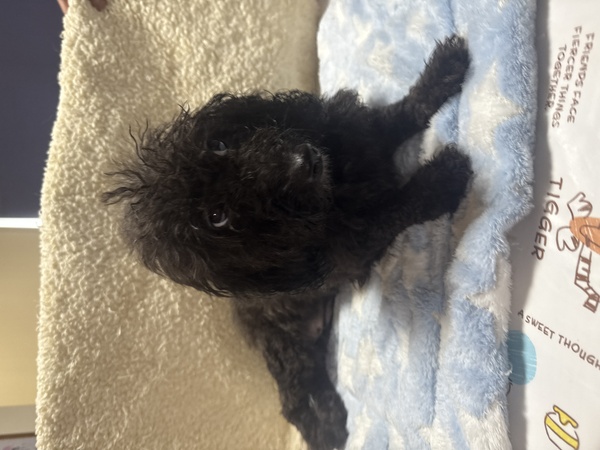 トイxダックスのミックス犬 犬の販売 13897