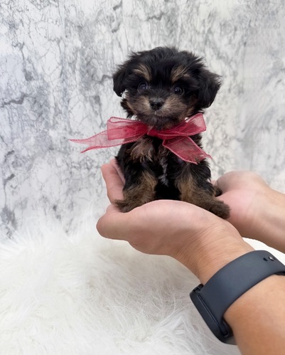 MIX・雑種 犬の販売・譲渡 13898 チワプーちゃん。お迎え総額。