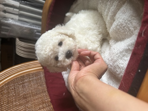 MIX・雑種 犬の販売・譲渡 13900 ビションプー姉妹!