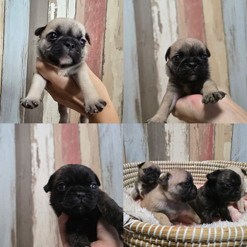 MIX・雑種 犬の販売・譲渡 13901 パグ♂×フレブル♀