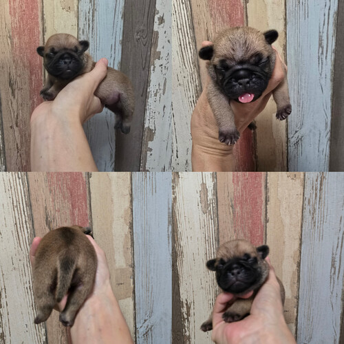 MIX・雑種 犬の販売・譲渡 13902 パグ♂×フレブル♀
