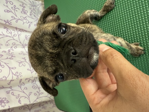 MIX・雑種 犬の販売・譲渡 13904 パグMix