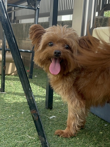 MIX・雑種 犬の販売・譲渡 13906 チワプー(チワワ×トイプードル)の男の子