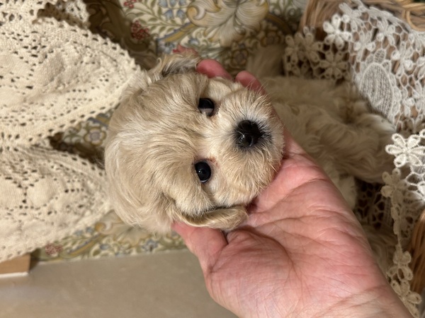 ご家族が決まりました。ありがとうございました。 犬の販売 13907
