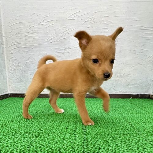 MIX・雑種 犬の販売・譲渡 13909 豆プーくん