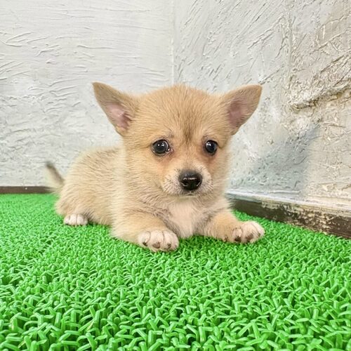 MIX・雑種 犬の販売・譲渡 13910 ポメチワくん