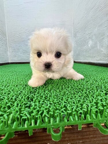 MIX・雑種 犬の販売・譲渡 13911 マルペキちゃん