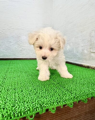 MIX・雑種 犬の販売・譲渡 13912 ポメプー(ポメマルオくん)