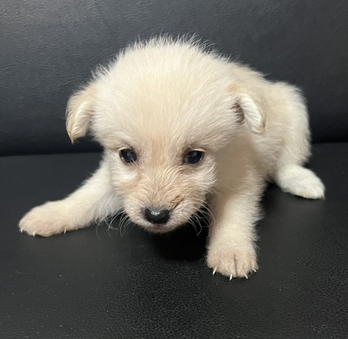 MIX・雑種 犬の販売・譲渡 13916 10/19までに見学、お迎えの場合♪