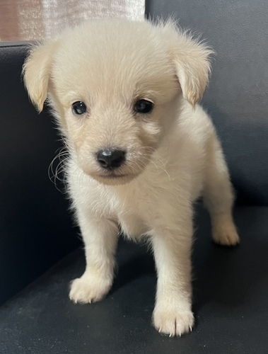 MIX・雑種 犬の販売・譲渡 13917 10/19までに見学、お迎えの場合♪